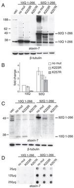 Ataxin 7 Antibody in Western Blot (WB)