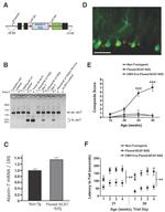 Ataxin 7 Antibody in Immunohistochemistry (IHC)