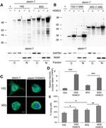 Ataxin 7 Antibody in Western Blot (WB)