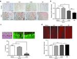 Ataxin 7 Antibody in Immunohistochemistry - Free Floating (IHC (Free))