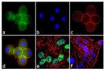 Ataxin 7 Antibody in Immunocytochemistry (ICC/IF)