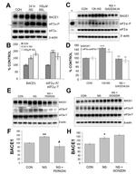 BACE1 Antibody in Western Blot (WB)