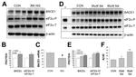 BACE1 Antibody in Western Blot (WB)