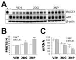 BACE1 Antibody in Western Blot (WB)