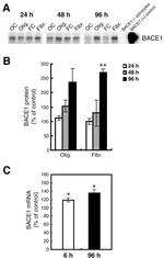 BACE1 Antibody in Western Blot (WB)