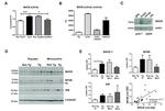 BACE1 Antibody in Western Blot (WB)