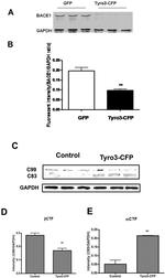 BACE1 Antibody in Western Blot (WB)