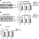 BACE1 Antibody in Western Blot (WB)