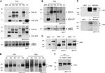 Nicastrin Antibody in Western Blot (WB)