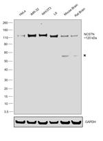 Nicastrin Antibody in Western Blot (WB)