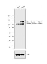 Nicastrin Antibody in Western Blot (WB)