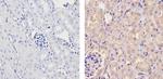 Ubiquilin 1 Antibody in Immunohistochemistry (Paraffin) (IHC (P))