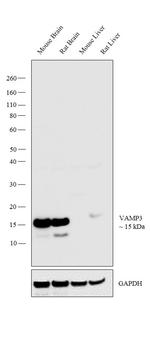 VAMP3 Antibody