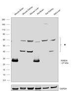 RAB3A Antibody in Western Blot (WB)