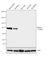 RPH3A Antibody