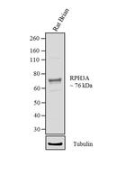 RPH3A Antibody in Western Blot (WB)