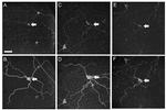 Opsin 4 Antibody in Immunohistochemistry (IHC)