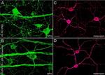 Opsin 4 Antibody in Immunohistochemistry (IHC)