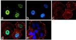 FOXO3A Antibody in Immunocytochemistry (ICC/IF)