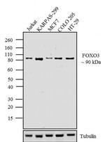 FOXO3A Antibody in Western Blot (WB)