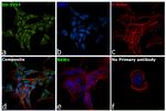 RARB Antibody in Immunocytochemistry (ICC/IF)