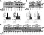 RORA Antibody in Western Blot (WB)