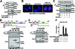 RORA Antibody in Western Blot (WB)