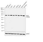 RORA Antibody in Western Blot (WB)