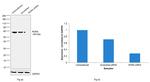 RORA Antibody in Western Blot (WB)