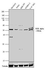 RORA Antibody in Western Blot (WB)