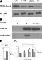 PPAR alpha Antibody in Western Blot (WB)