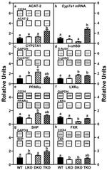 PPAR alpha Antibody in Western Blot (WB)