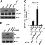 C/EBP alpha Antibody in Western Blot (WB)