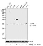 c-Fos Antibody in Western Blot (WB)