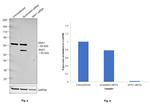 SNX1 Antibody in Western Blot (WB)