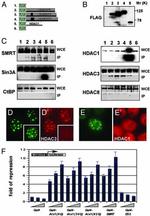 NCoR2 Antibody in Western Blot (WB)