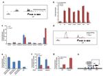 NCoR2 Antibody in ChIP Assay (ChIP)