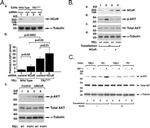 NCoR1 Antibody in Western Blot (WB)