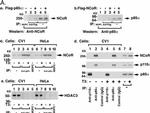 NCoR1 Antibody in Western Blot (WB)