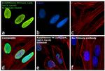 H4ac pan-acetyl (K5,K8,K12,K16) Antibody