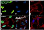 H4ac pan-acetyl (K5,K8,K12,K16) Antibody in Immunocytochemistry (ICC/IF)