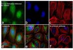 p300 Antibody in Immunocytochemistry (ICC/IF)