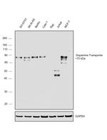 Dopamine Transporter Antibody