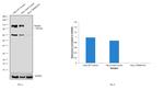 TRIM28 Antibody in Western Blot (WB)