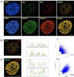 HDAC2 Antibody in Immunocytochemistry (ICC/IF)