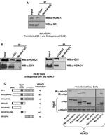 HDAC1 Antibody in Western Blot, Immunoprecipitation (WB, IP)