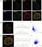 HDAC2 Antibody in Immunocytochemistry (ICC/IF)