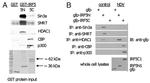 SIN3A Antibody in Western Blot (WB)