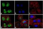 DNMT1 Antibody in Immunocytochemistry (ICC/IF)