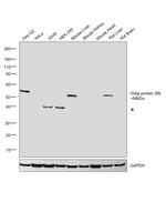 Golgi protein 58k Antibody in Western Blot (WB)